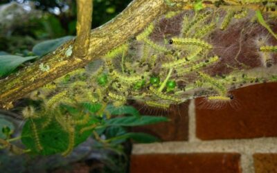 ifantria