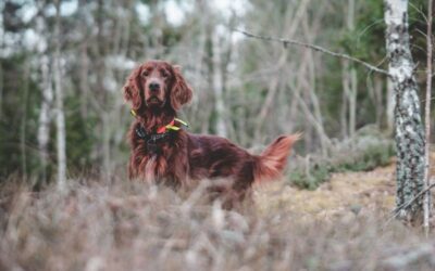 cani da caccia cane