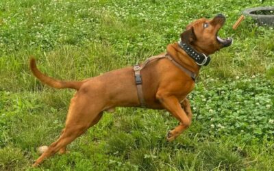 cane canile
