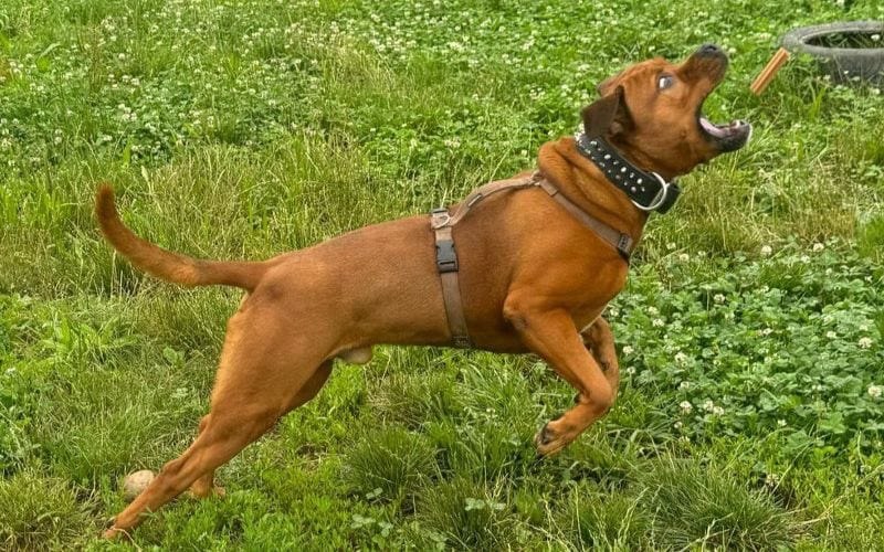 cane canile