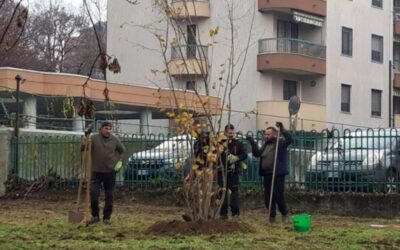 san donato alberi
