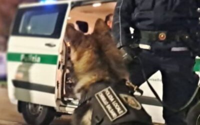 cani antidroga cinisello polizia