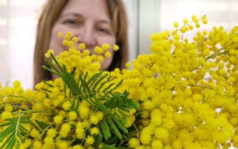 donna festa mimosa