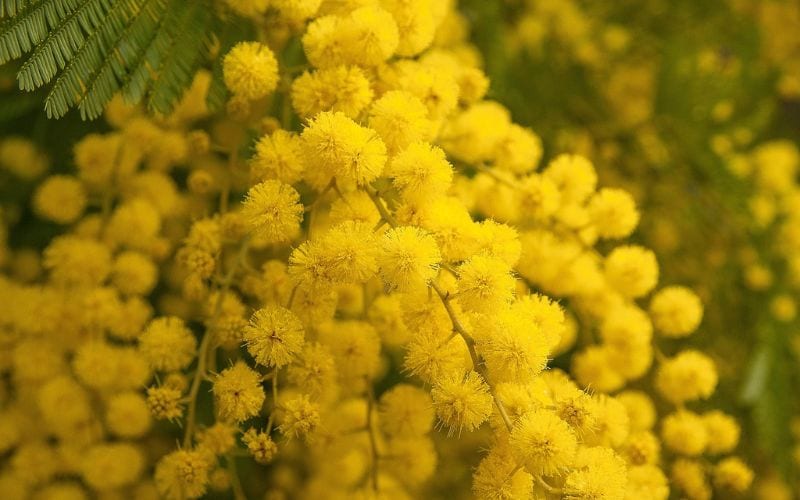 mimosa donne