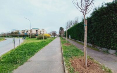 piantumazione nuovi alberi agrate brianza