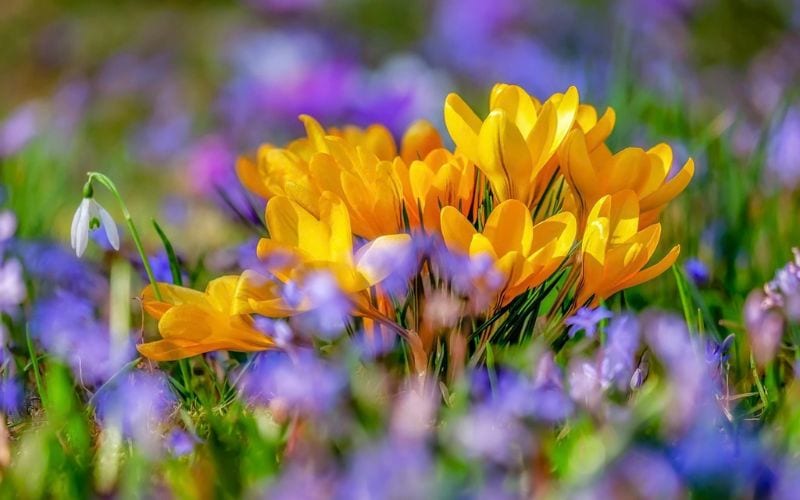primavera fiori