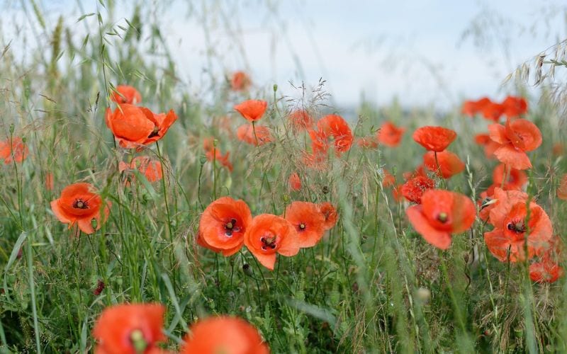 papaveri 25 aprile