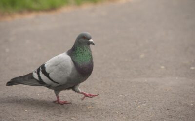 piccione piccioni