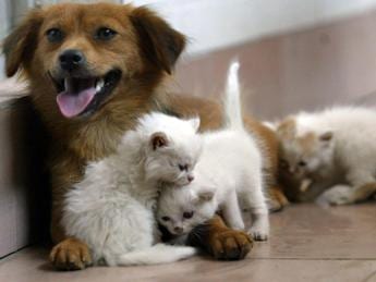 Acqua sempre disponibile e attenzione a superfici calde 5 consigli per proteggere cani e gatti in estate