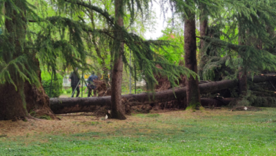Alberi crollati in via Europa (2)