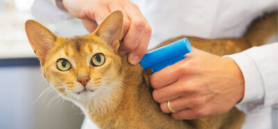 gatto enpa microchip
