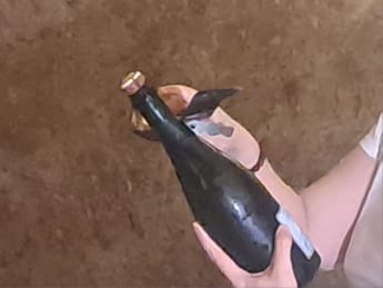 Vino in Champagne vendemmia 2026 la piu anticipata di sempre sfida cambiamenti climatici e mercati