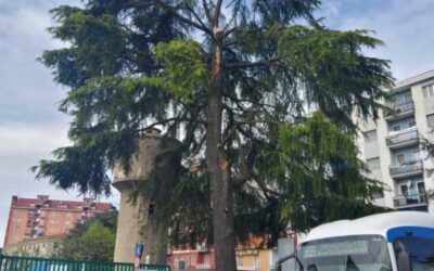 rho abbattimento alberi