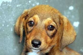 Cane e padrone la somiglianza non e un caso lo legge come un libro aperto