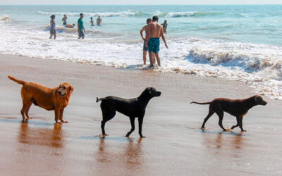 Cani al mare