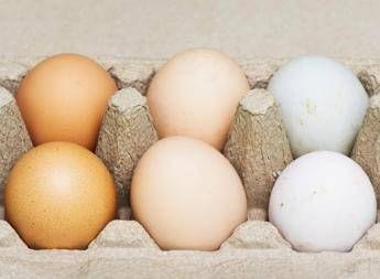 Uova bianche o marroni quali sono migliori Ecco cosa dice la scienza