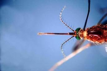 West Nile infezioni in crescita 312 casi confermati e 13 decessi da inizio anno