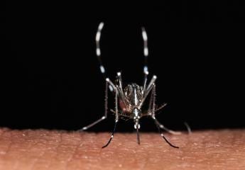 Zanzare a scatenarle non e solo il caldo un mix di fattori le accende