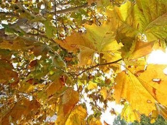 Entra lautunno dallimmunologo le 10 regole a tavola per rieducare lorganismo