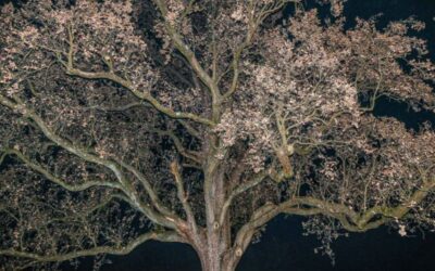Mostra foto parco di monza