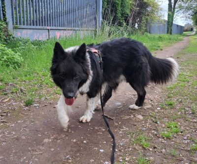 ROCKY canile di Monza 08 st