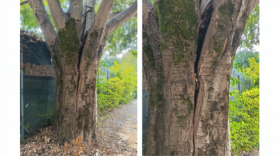 Bagolaro albero