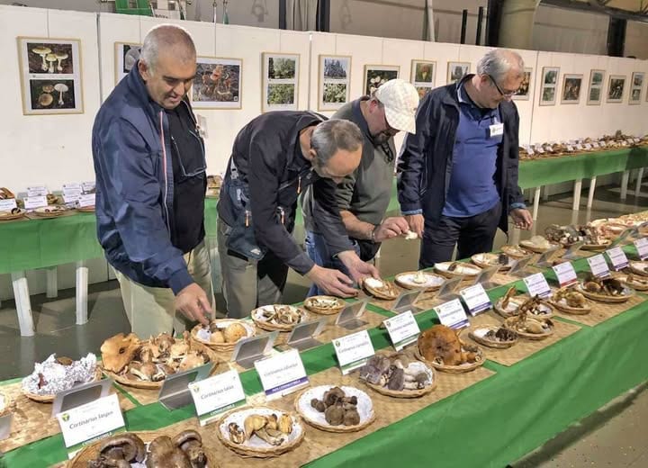Mostra funghi rozzano